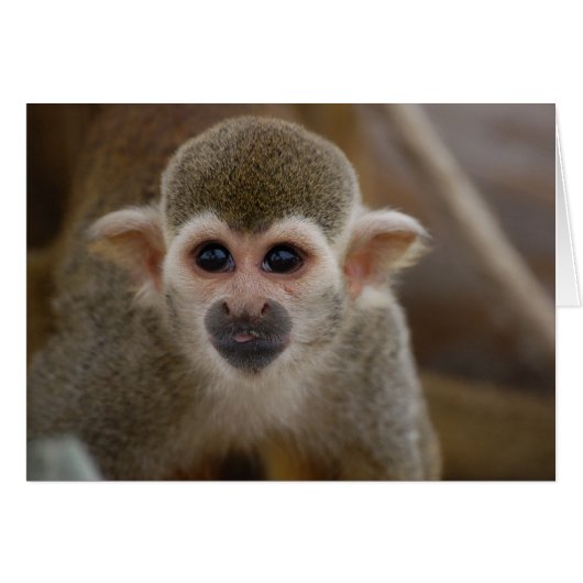 Spider Monkey Cards (Front Horizontal)