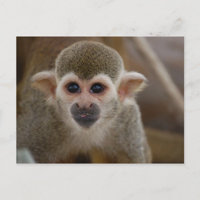 Spider monkey postcard (Front)
