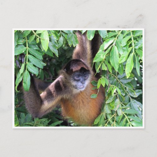 spider monkey postcard