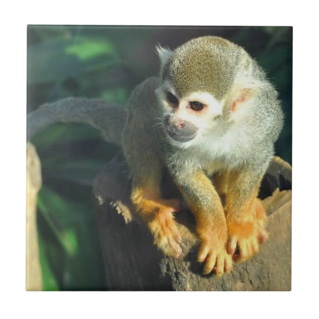 Spider Monkey Tile (Front)