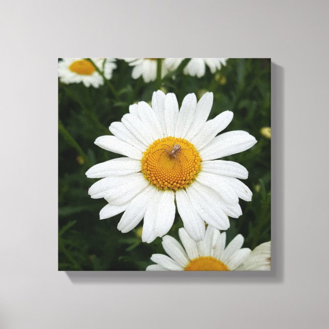 Spider on Daisy Canvas Print (Front)
