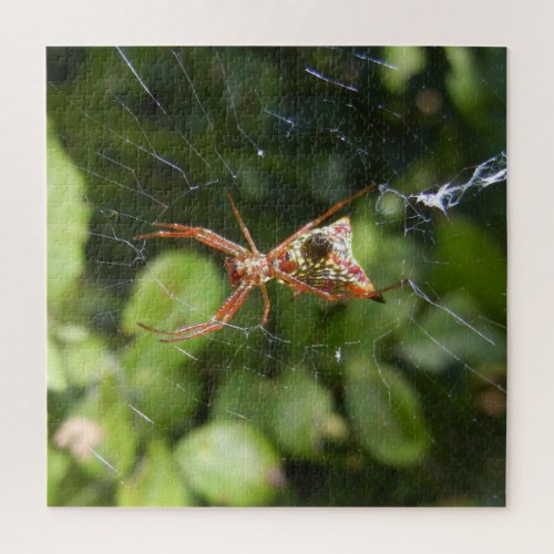 Spider on Web Arachnid Insect Macro Nature Photo Jigsaw Puzzle