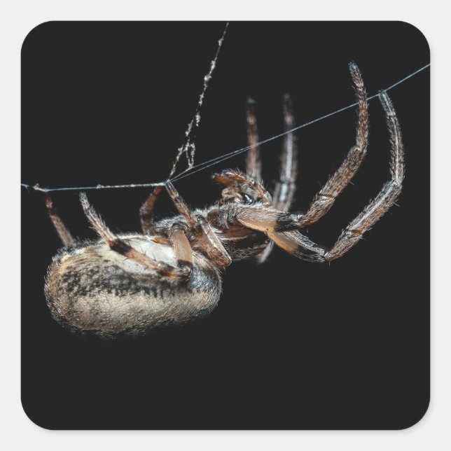 Spider On Web Square Sticker (Front)