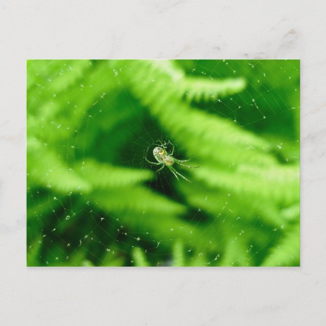 Spider Orb Weaver on Ferns Postcard (Front)