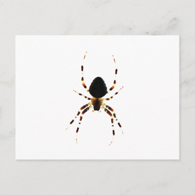 Spider pca postcard (Front)