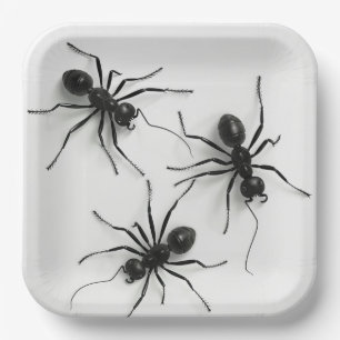 Spider Plate Series 4-8