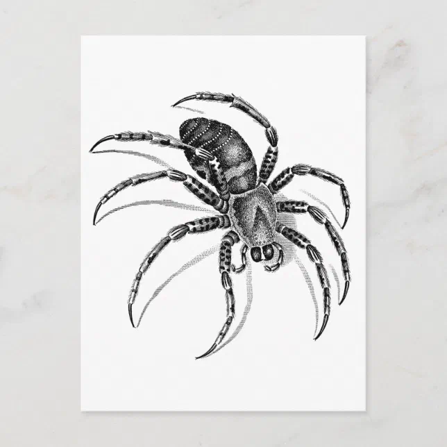 Spider Postcard | Zazzle