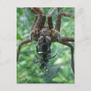 Spider postcard