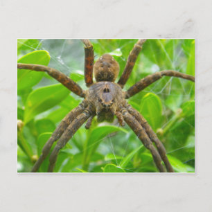 Spider postcard