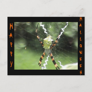 Spider Postcard
