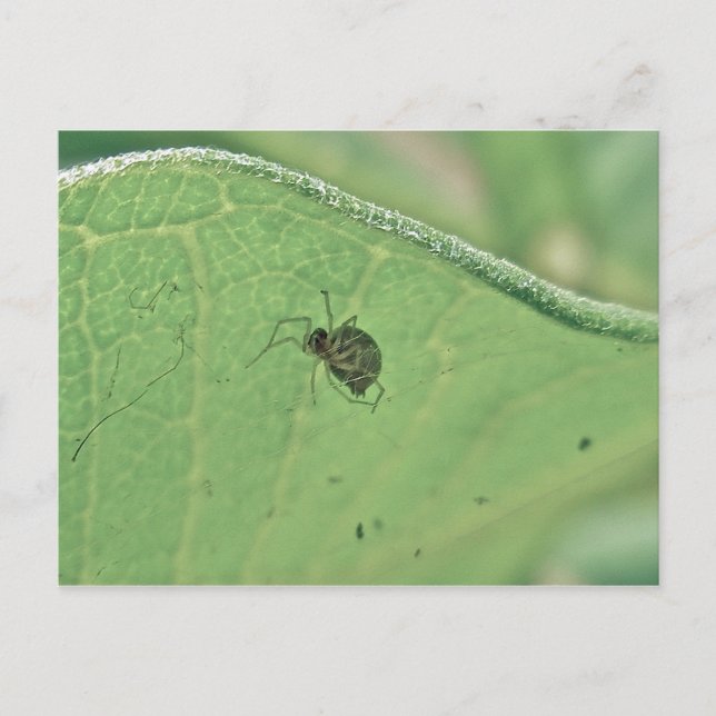 Spider Under Milkweed Leaf Postcard (Front)
