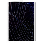 Spider Web (Front)