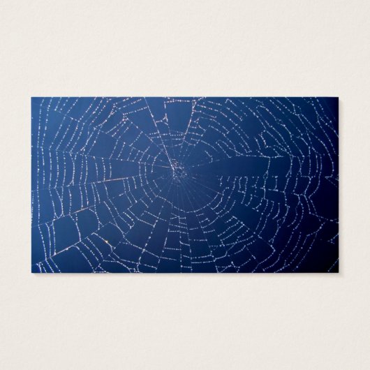 Spider Web (Back)