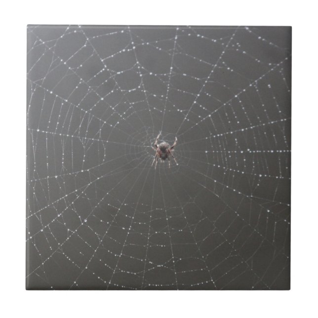 Spider Web Ceramic Tiles (Front)