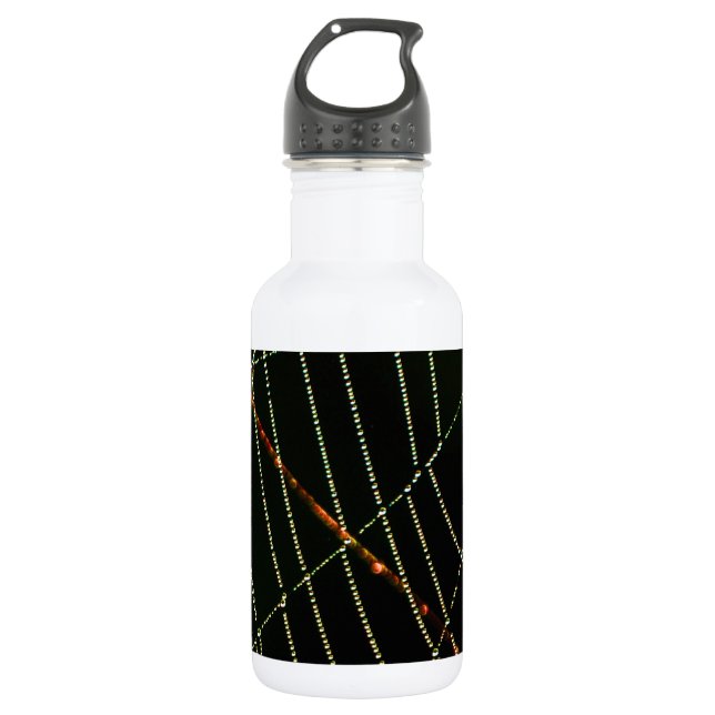 Spider Web Water Bottle (Front)