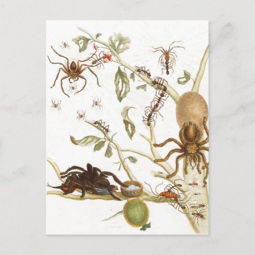 Spiders ants and hummingbird on a branch of  postcard