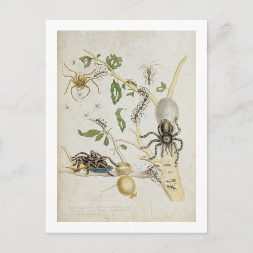 Spiders Mygole plate 18 from Over de Voorteelin Postcard
