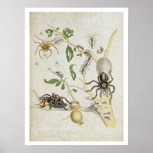 Spiders Mygole plate 18 from Over de Voorteelin Poster