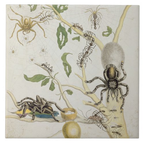 Spiders Mygole plate 18 from Over de Voorteelin Tile