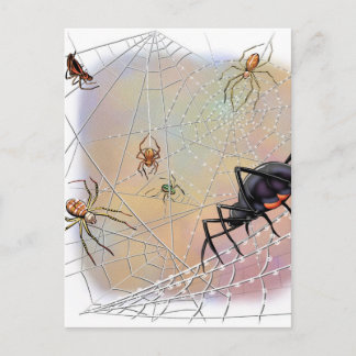 Spiders Postcard