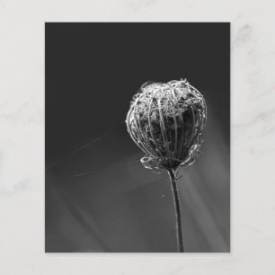 Spiders With Wildflower   Matching Spider Lovers Flyer