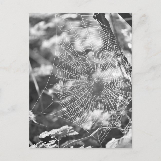 Spiderweb in Long Grass Postcard (Front)