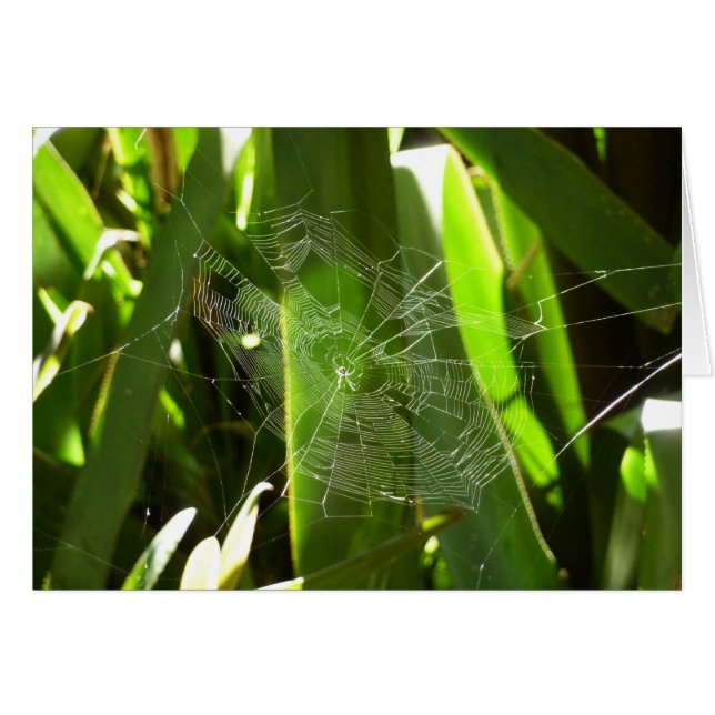 Spiderweb in Tropical Leaves Nature Cards (Front Horizontal)