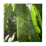 Spiderweb in Tropical Leaves Nature Ceramic Tile