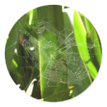 Spiderweb in Tropical Leaves Nature Classic Round Sticker