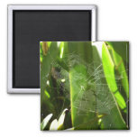 Spiderweb in Tropical Leaves Nature Magnet