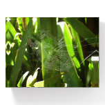 Spiderweb in Tropical Leaves Nature Paperweight