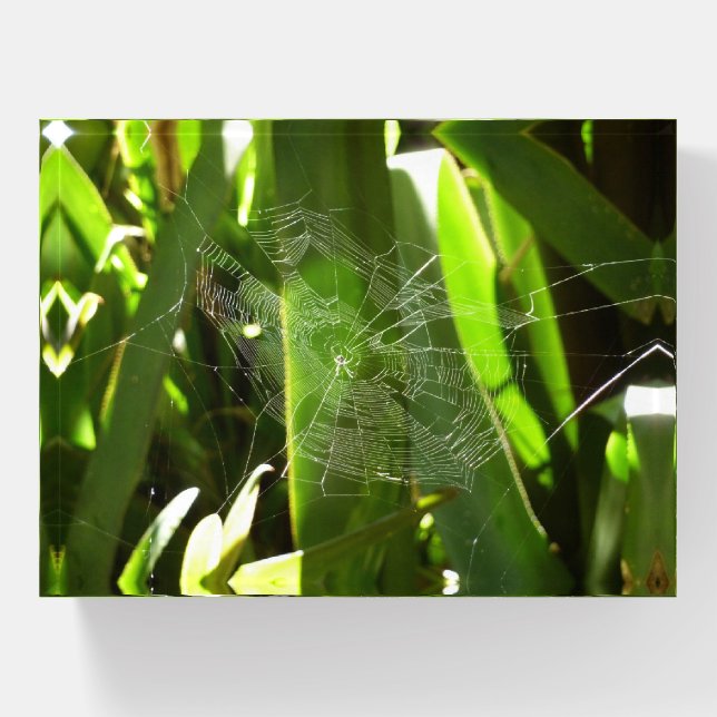 Spiderweb in Tropical Leaves Nature Paperweight (Front)