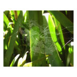 Spiderweb in Tropical Leaves Nature Photo Print