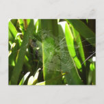 Spiderweb in Tropical Leaves Nature Postcard