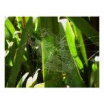 Spiderweb in Tropical Leaves Nature Poster