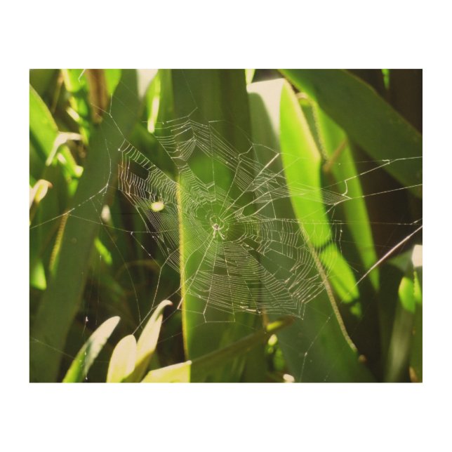 Spiderweb in Tropical Leaves Nature Wood Wall Art (Front)