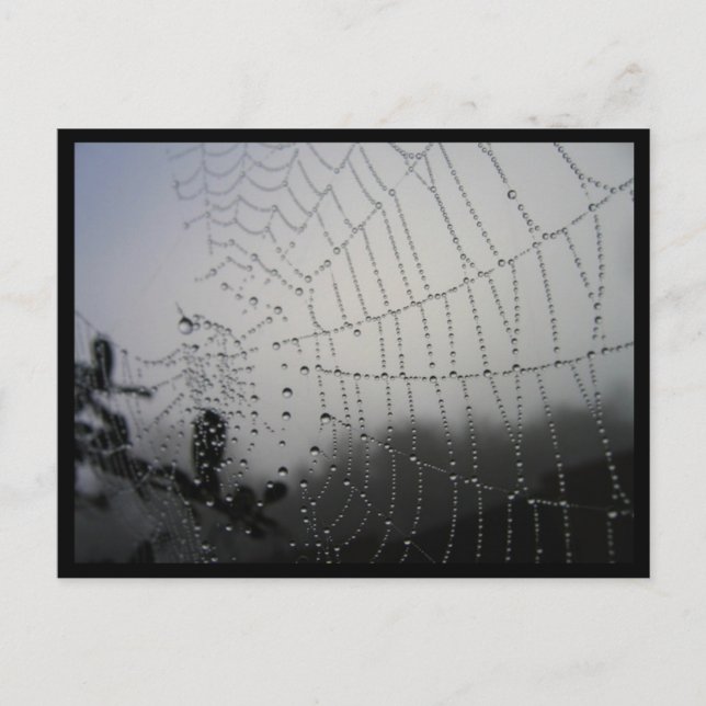 Spiderweb Post Card (Front)