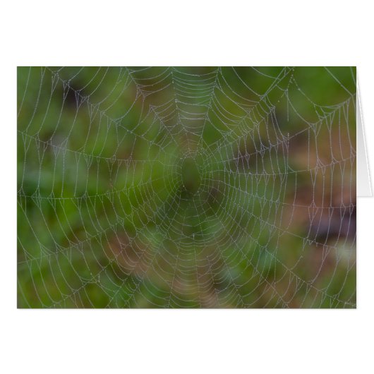 Spiderweb With Droplets Cards (Front Horizontal)