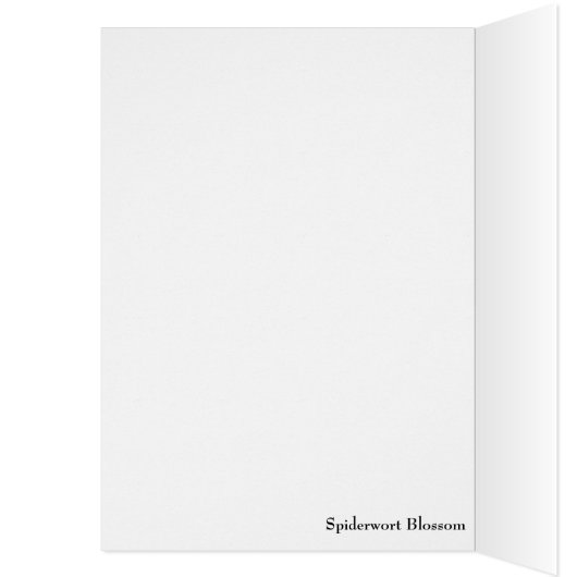 Spiderwort Blossom Closeup (Inside (Left))