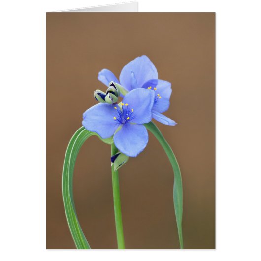 Spiderwort Blossom Closeup Cards (Front)