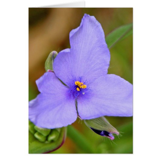Spiderwort Cards (Front)