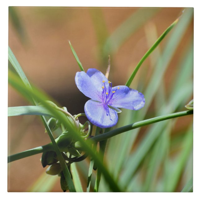 Spiderwort flower ceramic tile (Front)