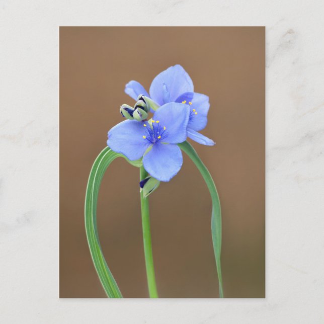Spiderwort Flower Postcard (Front)