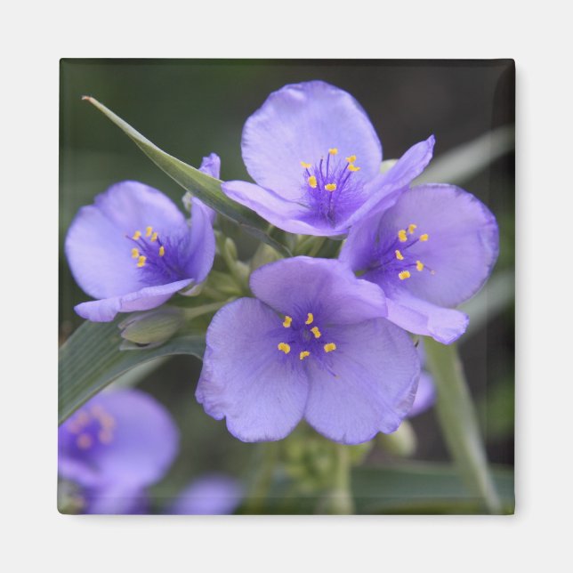 Spiderwort Magnet (Front)