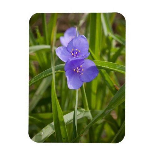 Spiderwort __ magnet