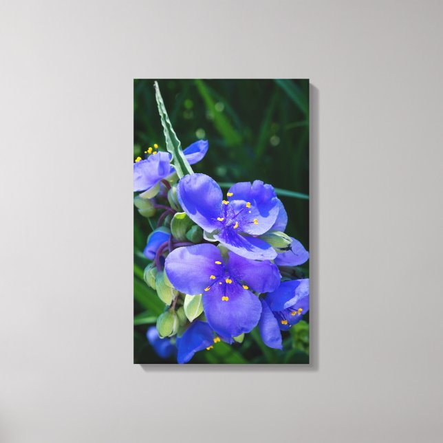 Spiderwort Plant Closeup in Full Bloom Canvas Print (Front)