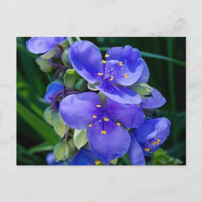 Spiderwort Plant Closeup in Full Bloom Postcard (Front)