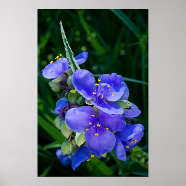 Spiderwort Plant  Closeup in Full Bloom Poster (Front)