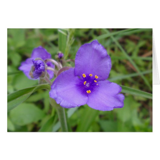 Spiderwort Purple Wildflower Cards (Front Horizontal)