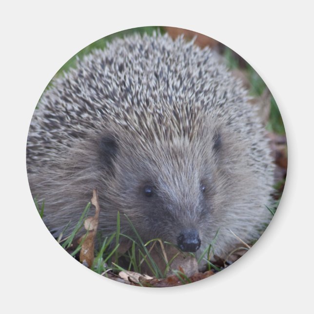 Spike Magnet (Front)